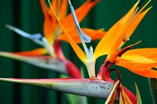 Bird of Paradise