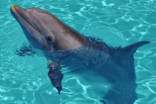 Dolphin