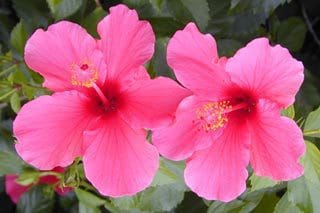 Hibiscus
