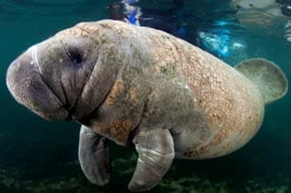 Manatee