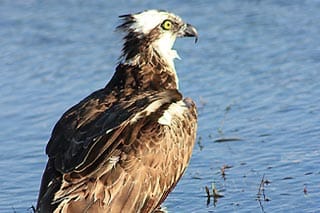 Osprey