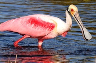 Roseate Spoonbill