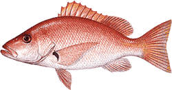 Blackfin Snapper
