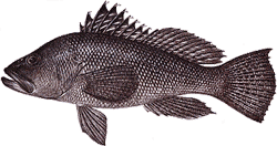 Black Sea Bass