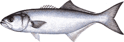 Bluefish