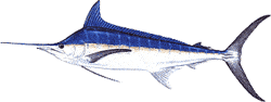 Blue Marlin