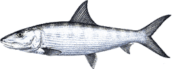 Bonefish