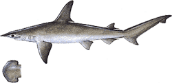 Bonnethead Shark
