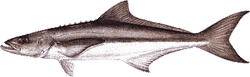 Cobia