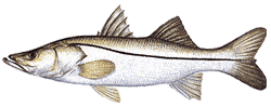 Common Snook