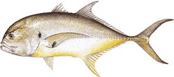Crevalle Jack