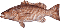 Cubera Snapper
