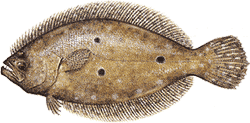Flounder