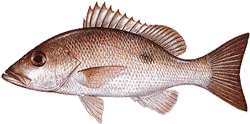 Mahogany Snapper
