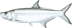 Tarpon