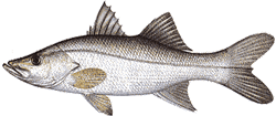 Tarpon Snook