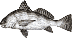 Black Drum
