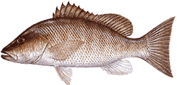 Gray Snapper