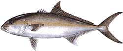 Greater Amberjack
