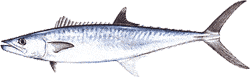 King Mackerel