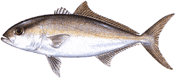 Lesser Amberjack