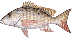 Mutton Snapper