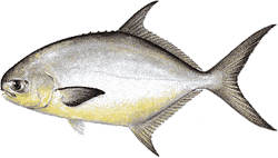 Pompano