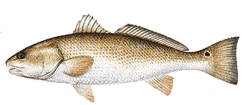 Red Drum