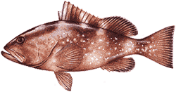 Red Grouper