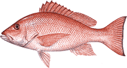 Red Snapper
