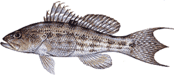 Rock Sea Bass