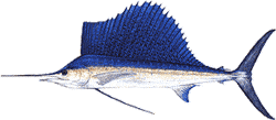 Sailfish