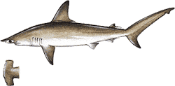 Scalloped Hammerhead