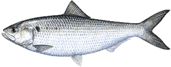 American Shad