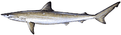 Atlantic Sharpnose Shark