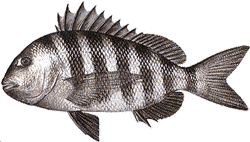Sheepshead
