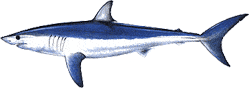 Shortfin Mako Shark