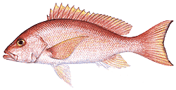 Silk Snapper