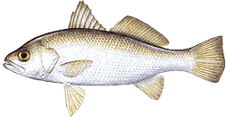 Silver Perch