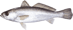 Silver Sea Trout