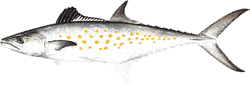 Spanish Mackerel