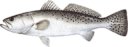 Spotted Sea Trout