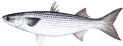 Striped Mullet