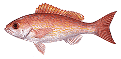 Vermilion Snapper
