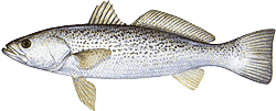 Weakfish