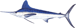 White Marlin
