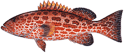 Yellow Fin Grouper