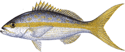 Yellowtail Snapper