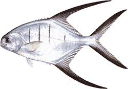 fish florida southwest palometa saltwater